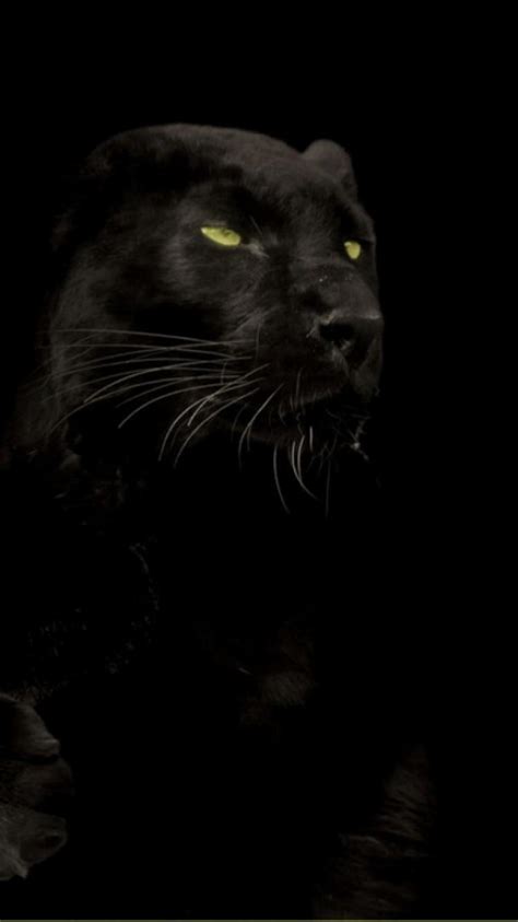 Black Jaguar HD Mobile Wallpapers - Wallpaper Cave