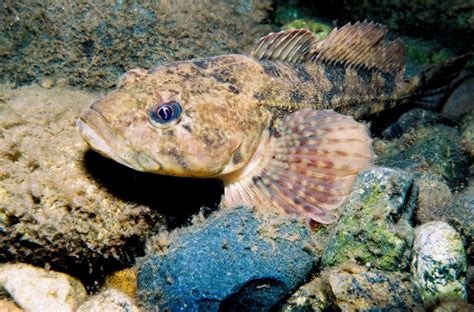 Prickly Sculpin Photo Credit: Roger Tabor (USFWS) | Prickly … | Flickr