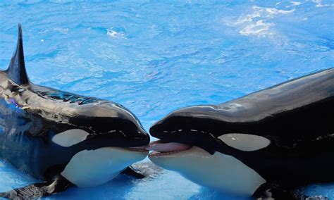 Shamu No More: California Is First State to Ban Killer Whale Breeding, Shows - The Fifth Column