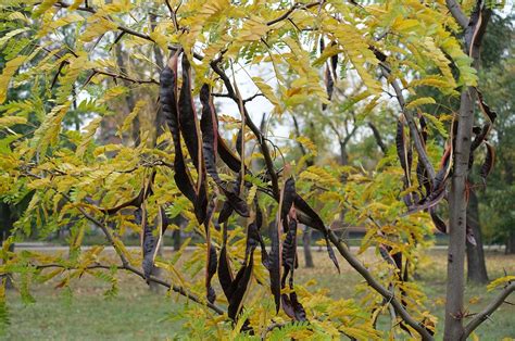 Honey Locust (Thornless) | Arthur's Point Farm