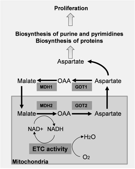 Role of ETC activity in the aspartate synthesis. OAA: oxaloacetate ...