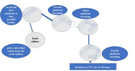 Streak Plate Method - Explained - Laboratoryinfo.com