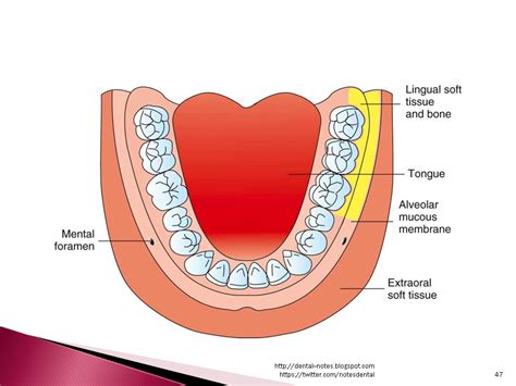 Dental Notes: Long Buccal Nerve Block NOTES