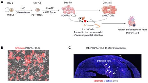 Implantations of platelet-derived growth factor receptor-α + cardiac... | Download Scientific ...