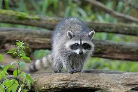 Raccoon Reproduction - Mating Season, Birthing and Reproductive Behavior