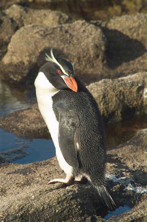 Snares penguin - Wikipedia