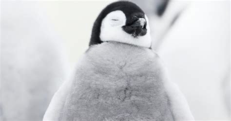 March of the Penguins 2 Photos and Details | POPSUGAR News