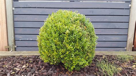 Winter Gem Boxwood (1 Gallon) - Beautiful, hardy, especially colorful ...