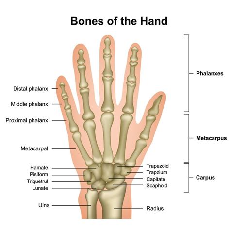 Anatomy Hand Bones | Hot Sex Picture