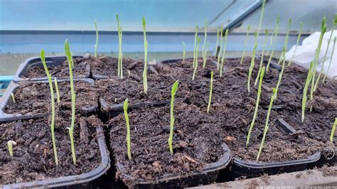 Sweet pea seedlings at 11 days in greenhouse – La Rabine Jardin