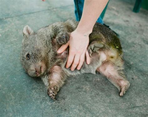 Pet Wombat | Animals