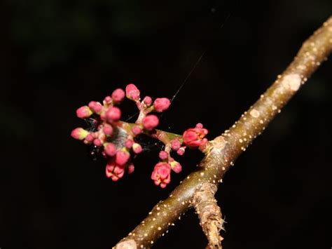 Spondias purpurea - Arboretum