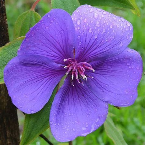 Tibouchina Varieties (Lasiandra) - Nurseries Online