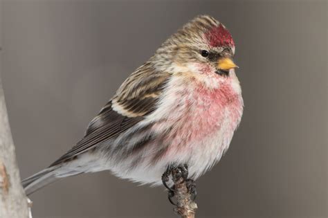 Common Redpoll (male) – Jeremy Meyer Photography