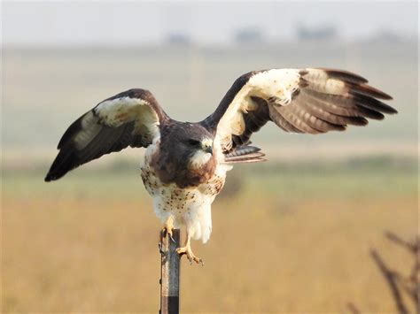 Swainson's Hawk Migration Begins