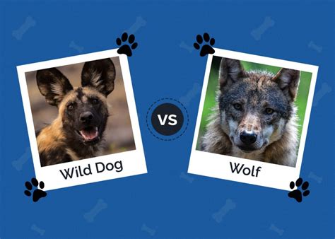 Wild Dogs vs Wolves: Key Differences (With Pictures) | Hepper