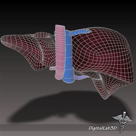 Liver Anatomy 3D Model MAX OBJ 3DS FBX C4D LWO LW LWS | CGTrader.com