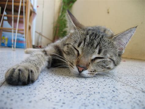 File:Sleeping cat.jpg - Wikipedia