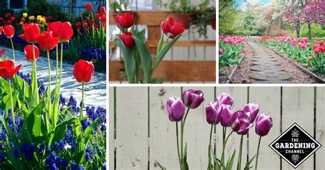 How to Plan for Planting Tulips - Gardening Channel