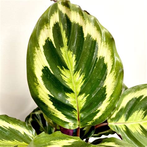 Calathea Medallion 17cm - Springvale Garden Centre