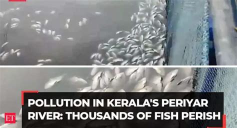 Kerala: Large number of dead fish seen floating in Periyar River; farmers blame pollution ...