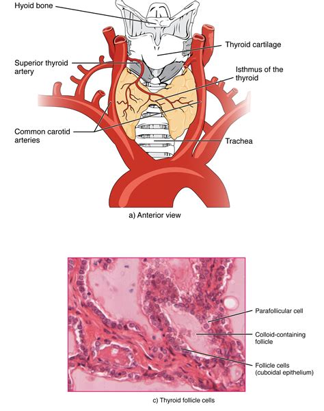 Thyroid Gland Anatomy