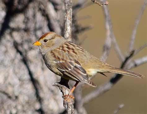 White-crowned Sparrow - Juvenile 1 Photograph by Alan C Wade