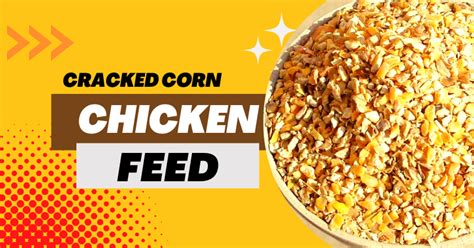 Corn Is a Common Ingredient in Chicken Feed - Pet Food Guide