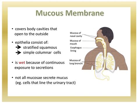 Mucous Membrane Mucosa Definition Function Examples | My XXX Hot Girl