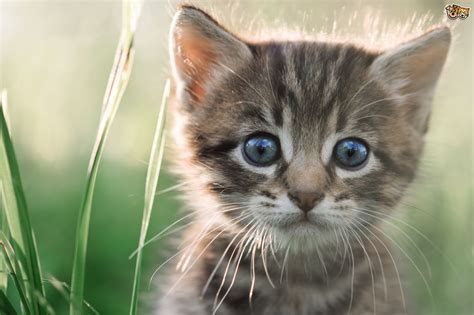 The meaning and symbolism of the word - «Kitten»