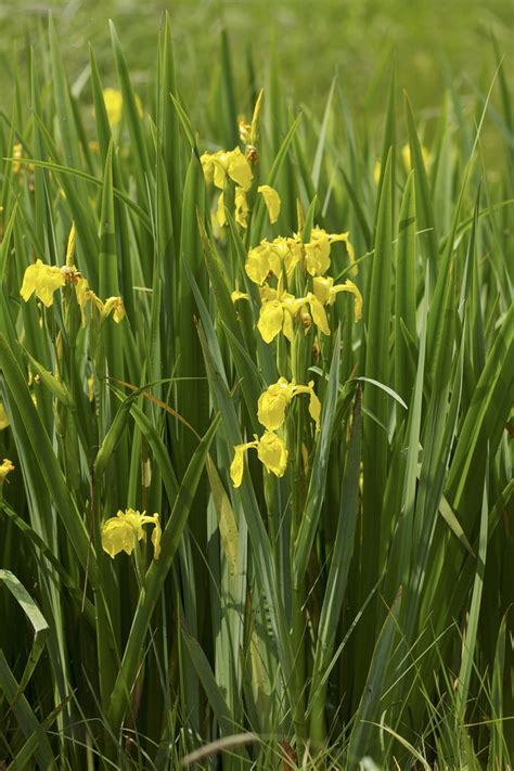 Iris pseudacorus (Yellow Flag, Yellow Flag Iris) | North Carolina ...