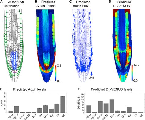 The Auxin Distribution in the Root Tip Is Due to the Interplay between... | Download Scientific ...