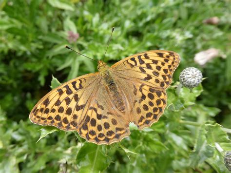 Butterfly Conservation Ireland – Irish Butterfly Website