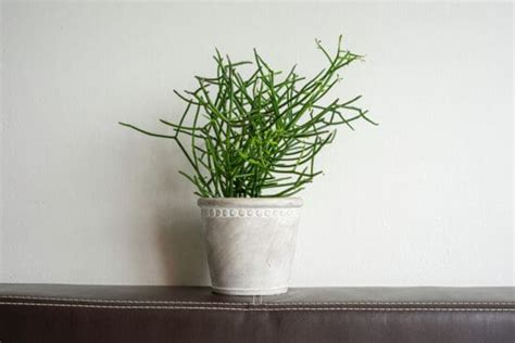 How to Grow and Care For Pencil Plant - The Unusual Succulent