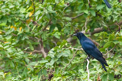 Petr Myska Photography | Birds of Mexico | Corvus sinaloae