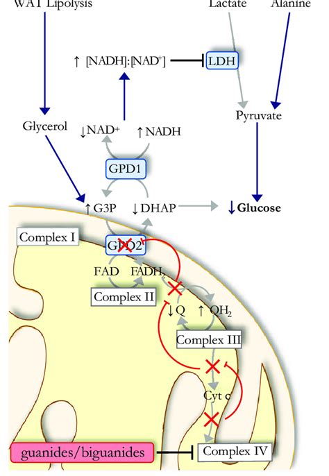 Overview of proposed mechanism of guanide/biguanide action. The ...