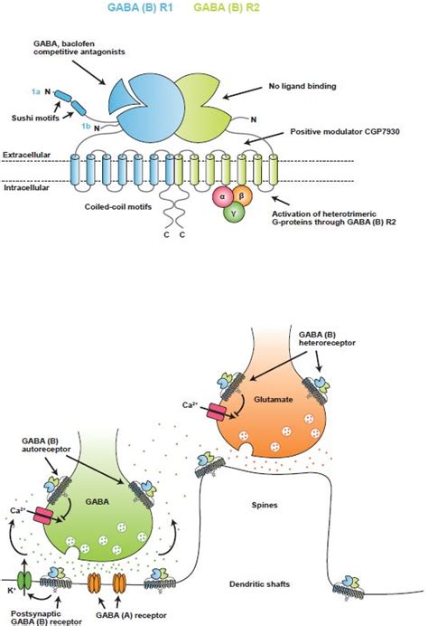 GABA (B) Receptors: an Example of Subtle Modulations in a Neurotransmitter System | Alomone Labs