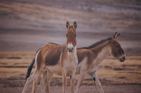 Take a glimpse of the wildlife on the plateau - CGTN