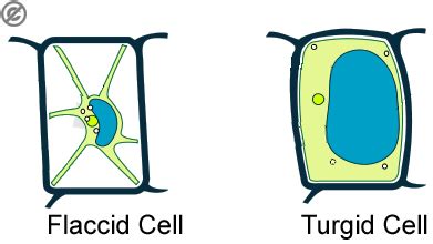 Science aid: Osmosis | Biology experiments, Teaching cells, Osmosis