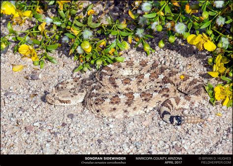 Crotalus-cerastes-cercobombus-_O4A4205170409 - Rattlesnake Solutions