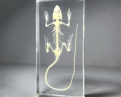 Lizard Skeleton in Resin, Real Animal Skeleton, Oddities and Curiosities - Oddities For Sale has ...