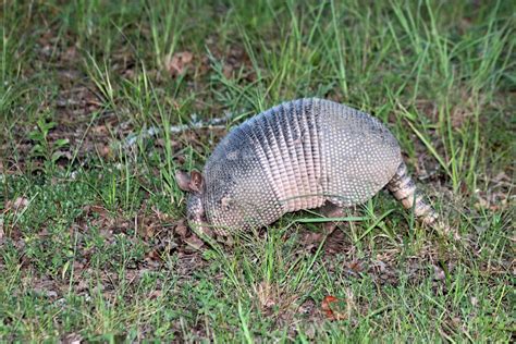 Nine-Banded Armadillo Free Stock Photo - Public Domain Pictures