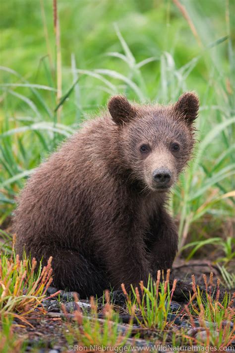 Brown Bear Cub | Photos by Ron Niebrugge