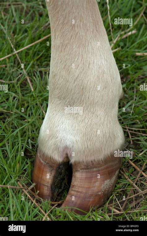 Cow Hoof Stock Photo: 30823383 - Alamy