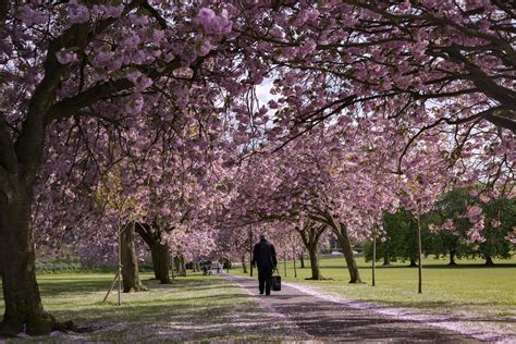 Pink Ornamental Cherry Trees Free Stock Photo - Public Domain Pictures