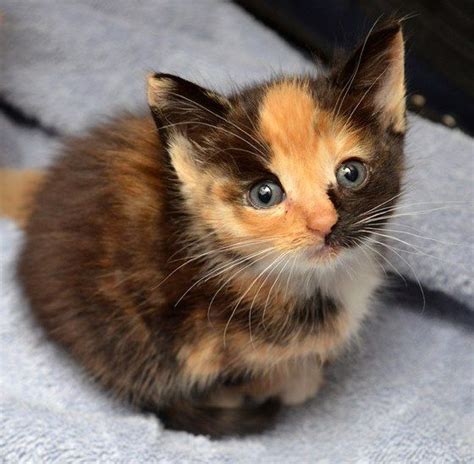 Calico Kitten Finds Warmth And Love » Love Meow | Gatos bonitos, Gatos, Gato tricolor