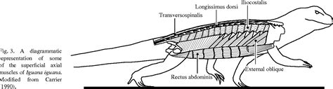 [PDF] Axial muscle function during lizard locomotion | Semantic Scholar