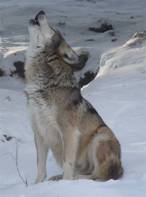 Mexican Grey Wolf Howling | Wolf, Wilde hunde, Tierbilder