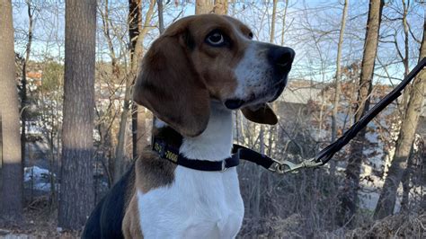 Airport K9 sniffs out mummified monkeys in Boston luggage, preventing "potential danger"