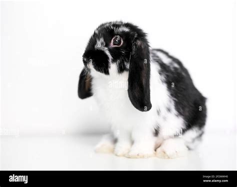 Black Mini Lop Rabbits